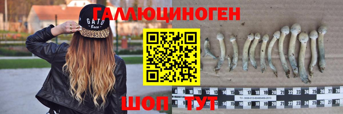 Псилоцибиновые грибы Psilocybe Анапа